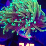 Euphyllia glabrescens dragon soul 3h (315)