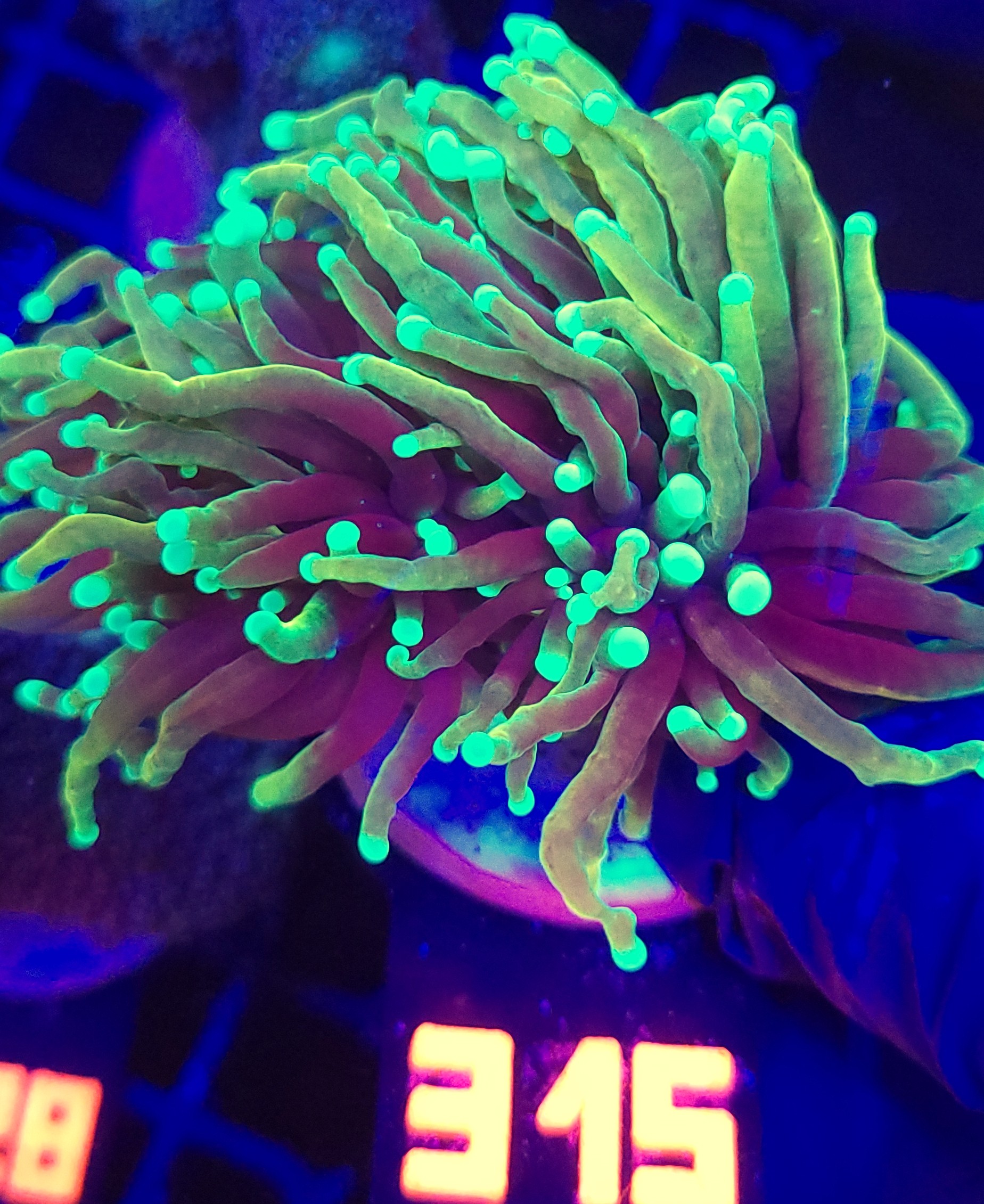 315 Euphyllia glabrescens dragon soul 3h (315) - obrazek 1