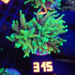 Euphyllia glabrescens dragon soul 2h (315)