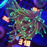 Euphyllia glabrescens dragon soul 3h (318)