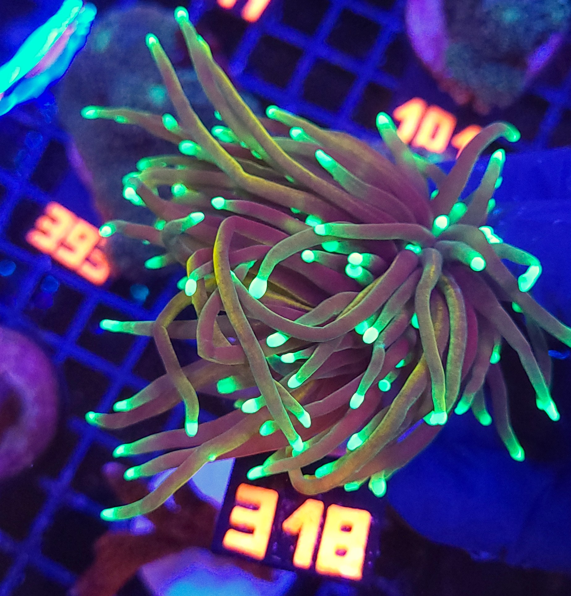 318 Euphyllia glabrescens dragon soul 3h (318) - obrazek 1