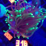 Euphyllia glabrescens dragon soul 3h (318)