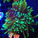 Euphyllia glabrescens dragon soul 3h (318)