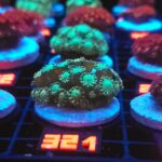 Alveopora Green (321)