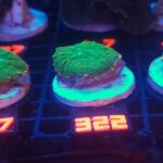 Rhodactis Green - Orange Rim (322)