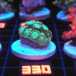 Alveopora Green (330)
