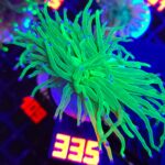 Euphyllia glabrescens toxic green 1h (335)