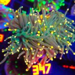 Euphyllia glabrescens Gold Tip Torch premium 5h (347)