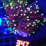 Euphyllia glabrescens Purple Lemon Tip 2h (347)