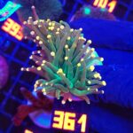 Euphyllia glabrescens Gold Tip Torch premium 2h (361)
