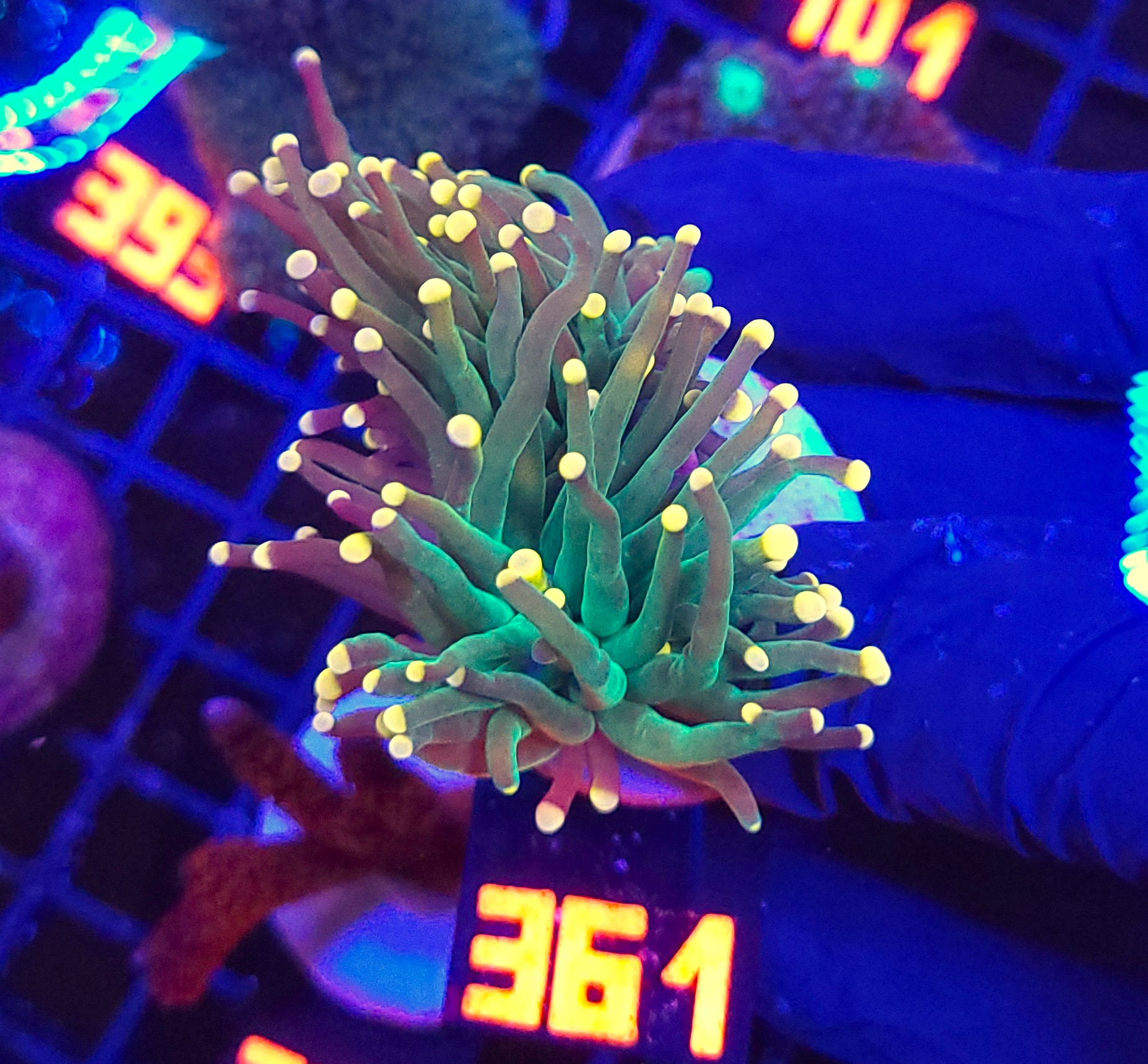 361 Euphyllia glabrescens Gold Tip Torch premium 2h (361) - obrazek 1