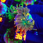 Euphyllia glabrescens Gold Tip Torch premium 2h (361)