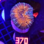 Lobophyllia corymbosa orange (370)