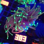 Euphyllia glabrescens dragon soul 2h (383)