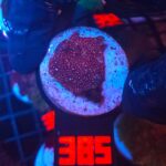Discosoma Ruby Red (385)