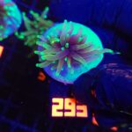 Euphyllia glabrescens dragon soul 1h (293)