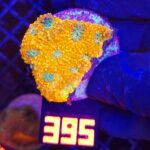 Acanthastrea Honey Gold (395)