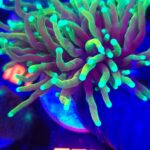 Euphyllia glabrescens dragon soul 2h (397)