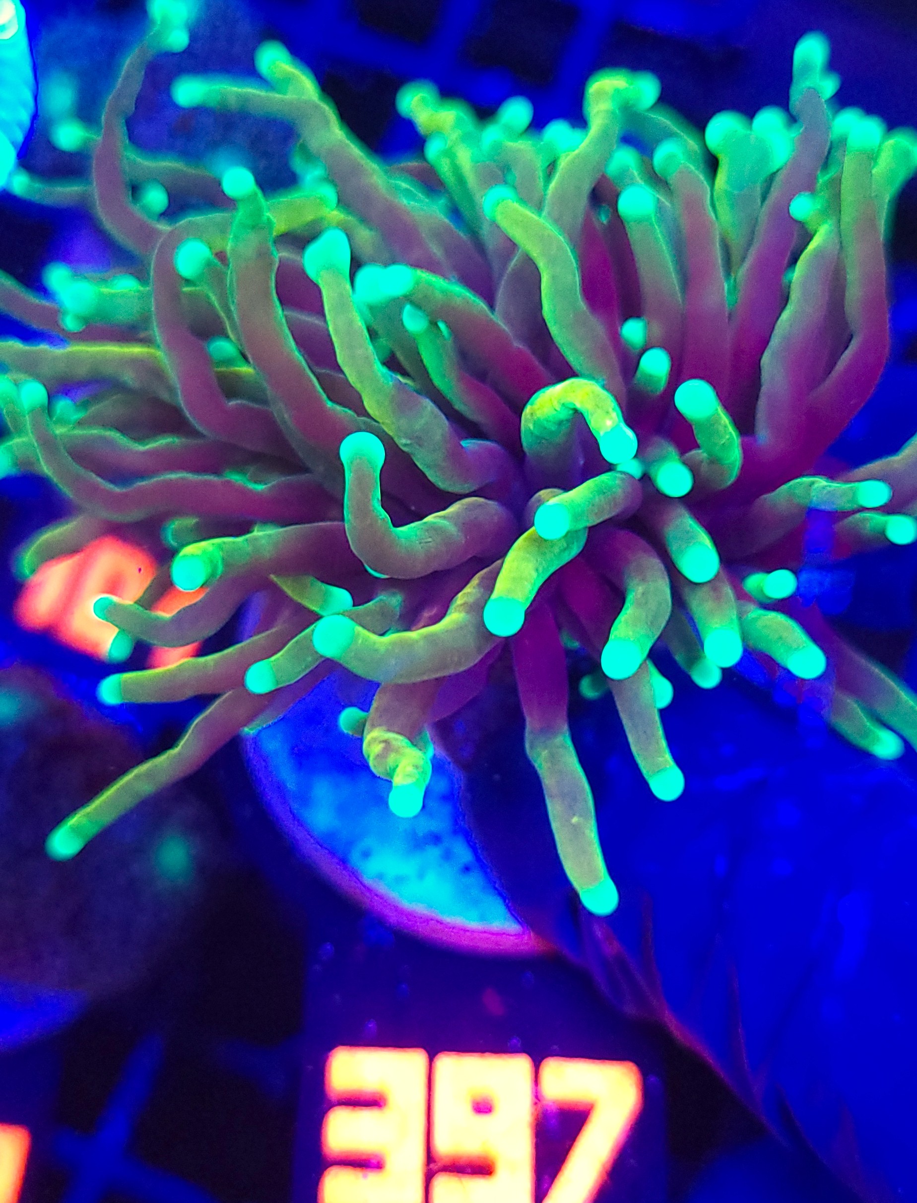397 Euphyllia glabrescens dragon soul 2h (397) - obrazek 1