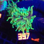 Euphyllia glabrescens dragon soul 1h (397)