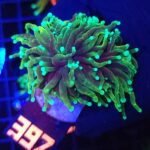 Euphyllia glabrescens dragon soul 2h (397)