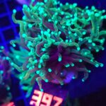 Euphyllia glabrescens dragon soul 2h (397)