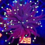 Euphyllia glabrescens Purple Lemon Tip 2h (398)