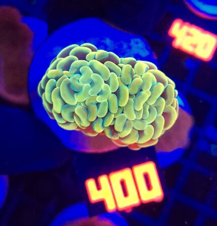 Euphyllia paraancora GOLD 2h (400)