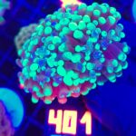 Euphyllia paraancora Grafted 2h (401)