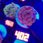 Euphyllia paraancora Pink 1h (402)