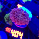 Euphyllia paraancora Pink 1h (404)