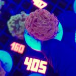 Euphyllia paraancora Pink 1h (405)