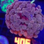 Euphyllia paraancora Pink 2h (406)