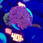 Euphyllia paraancora Pink 2h (406)