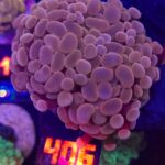Euphyllia paraancora Pink 3h (406)