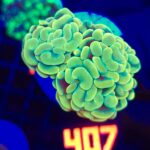 Euphyllia paraancora GOLD 2h (407)