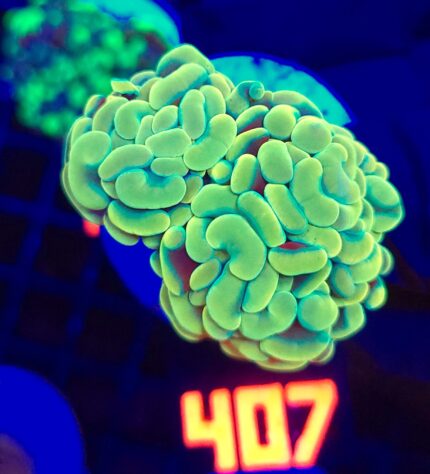 Euphyllia paraancora GOLD 2h (407)