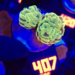 Euphyllia paraancora GOLD 2h (407)