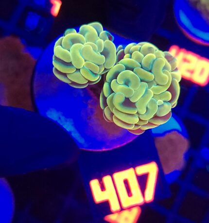 Euphyllia paraancora GOLD 2h (407)