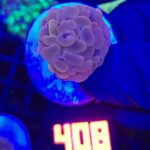 Euphyllia paraancora Pink 1h (408)