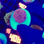 Euphyllia paraancora Pink 1h (408)