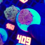 Euphyllia paraancora Pink 1h (409)