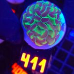 Euphyllia paraancora Purple tip 1h (411)