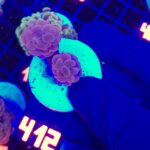 Euphyllia paraancora Pink 2h (412)