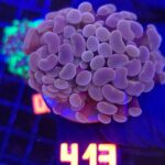 Euphyllia paraancora Pink 2h (413)