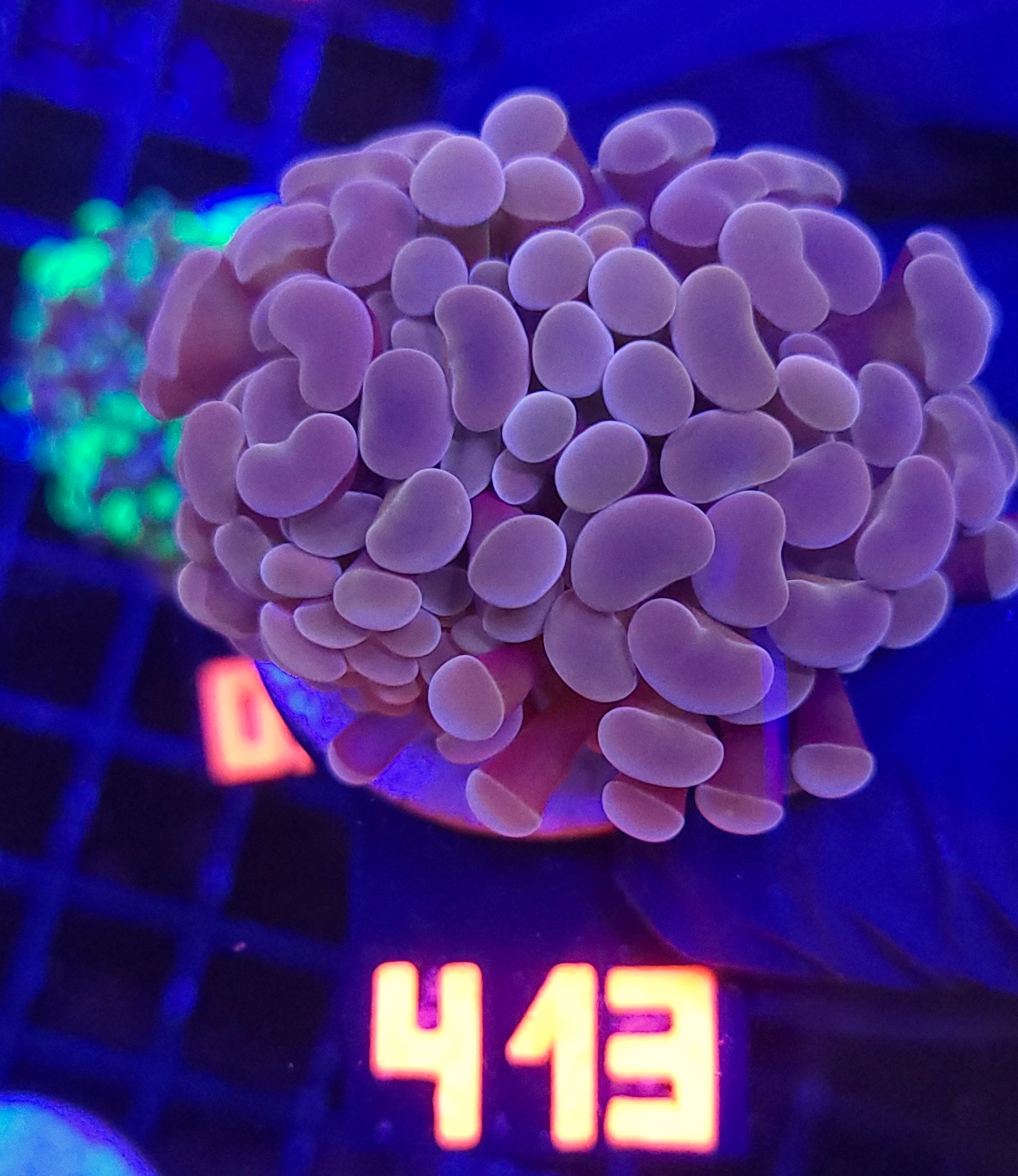 413 Euphyllia paraancora Pink 2h (413) - obrazek 1