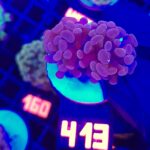 Euphyllia paraancora Pink 2h (413)