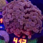 Euphyllia paraancora Pink 3h (413)