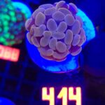 Euphyllia paraancora Pink 1h (414)