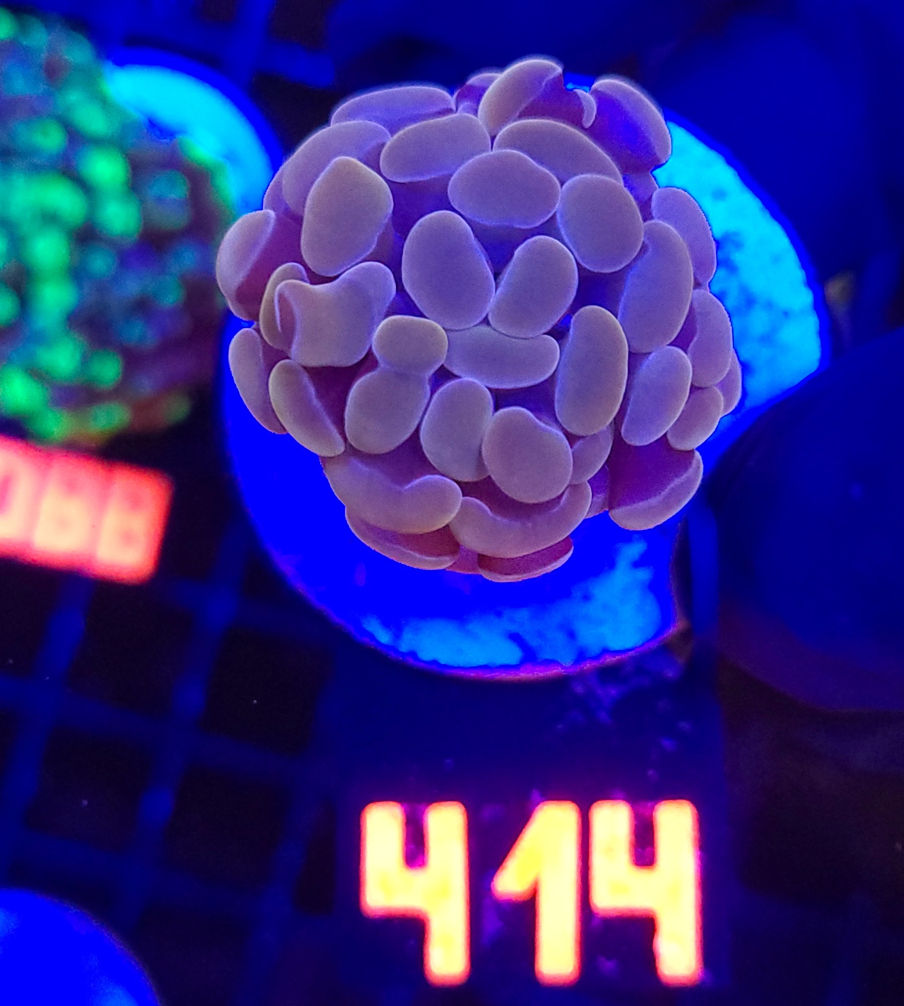 414 Euphyllia paraancora Pink 1h (414) - obrazek 1